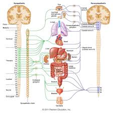 The Visceral Autonomic Motor Nervous System Diagram Quizlet