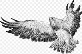 Maybe you would like to learn more about one of these? Red Tailed Hawk Swainson S Hawk Drawing Image Png 1200x801px Redtailed Hawk Accipitridae Accipitriformes Bald Eagle Beak