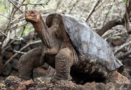 That's a tortoise, not a turtle. Scientists To Search For Relatives Of Extinct Galapagos Tortoises