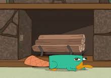 We did not find results for: Perry The Platypus Gifs Tenor