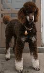 Phantom Poodle - What It Really Takes To Be This Color