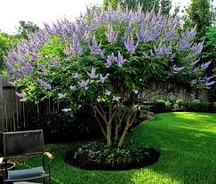 Beautiful lilac purple blooms that are extremely fragrant, adorn the vitex 'shoal creek' tree shown below from may to september. Flowering Shrubs Summer Color That Beats The Heat Premier Nursery