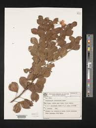 Image result for Chamaecrista fenarolii