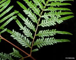 Image result for Pteridium