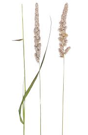 Image result for Enneapogon cenchroides