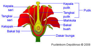 Bunga berasal dari hasil modifikasi organ pokok tumbuhan, yakni batang dan daun, yang bentuk dan susunannya telah disesuaikan dengan bentuk, susunan dan fungsi sebagai organ generatif. Bab Ii Susunan Dan Fungsi Bagian Bagian Tumbuhan Belajar Sains Sd Yuukk