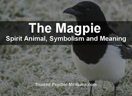 The Magpie Spirit Animal A Complete Guide To Meaning And Symbolism Magpie Spirit Animal Spirit Animal Meaning
