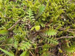 Image result for Salacia leptoclada