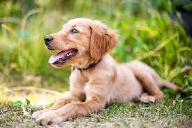 Um Filhote De Cachorro Golden Retriever Deitado Na Grama Aspera Cartazes Para A Parede Posters Ao Ar Livre Feliz Lingua Myloview Com Br