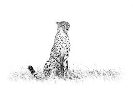 Black And White Cheetah Photo Black And White Cheetah Print Wildlife Prints Animal Art Wildlife Art