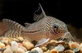 Akvariumnye Somy I Somiki
