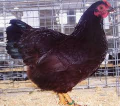 Rhode island red chicken is an american dual purpose chicken breed which was developed in rhode island and massachusetts in the mid 1840s. Rhode Island Red Bantam Chicks For Sale Cackle Hatchery