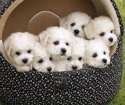 Check spelling or type a new query. Snuggling Bichons Bichon Dog Cute Dogs Bichon Frise Puppy
