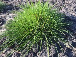 Image result for Salicornia perrieri