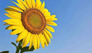 Bunga matahari ini memiliki penampilan yang indah dengan bunganya yang berwarna kuning terang dan berbentuk lingkaran besar yang bisa mencapai 30 cm. Benarkah Bunga Matahari Selalu Menghadap Ke Arah Matahari