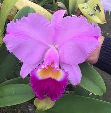 Cattleya Trianae At Orchids Ltd Plymouth Mn Cattleya Orchid Photo Orchids