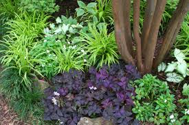 Flowers that bloom in shade in india. 8 Best Shade Loving Plants For Gardens That Get Less Sunshine