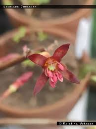 Check spelling or type a new query. Lechlade Chinaman Fuchsiafinder