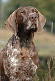 As shown in  the illustrated standard' by german shorthaired pointer club of america the main patterns look as follows: German Shorthaired Pointer The Animal Files