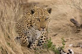 Have you heard the one about the leopard and the impala who were friends? Leopard Symbolism Dreams And Messages Spirit Animal Totems