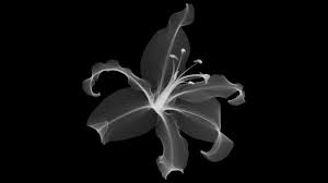 X Ray Images Expose Flowers Hidden Skeletons Xray Art Xray Flower X Ray