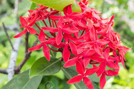 Image result for Rubiaceae