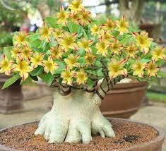 Yellow Adenium Red Stripe Desert Rose 2 Seeds Bonsai Short Single Petals Compact Flowers Desert Rose Plant Rose Seeds Adenium
