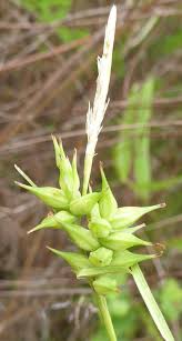 Image result for Carex bequaertii