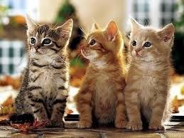 Erkek Ve Disi Kedi Isimleri En Guzel Populer Erkek Ve Kiz Kedi Isimleri Onerileri Listesi Son Dakika Haberler