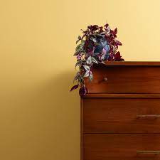 Warm Yellow Chalk Wall Paint