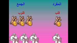 المفرد والجمع راندا Youtube