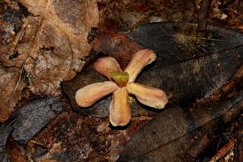 Image result for Pleioceras