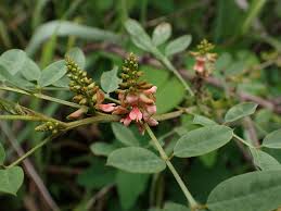Image result for Indigofera subulata