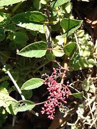 Image result for Strychnos gossweileri