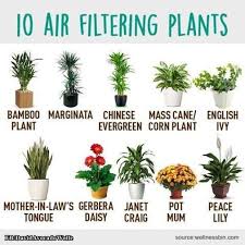 Pin By Diana Fennell On Home Tips Pinterest Plants Indoor Plants And Air Cleaning Plants Pin By Diana Air Cleaning Plants Plants Growing Plants Indoors