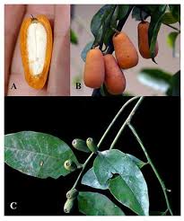 Image result for Olacaceae