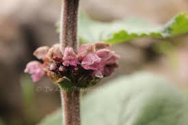 Himalayan Flower By Dr Lalit With Images Flowers Himalayan Photo