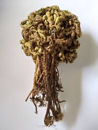 Image result for Selaginella imbricata