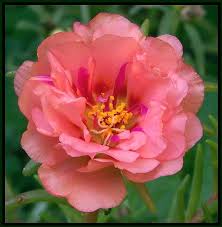 La portulaca è una pianta succulenta costituita da fusti e foglie particolarmente. Peach Moss Rose Portulaca Flowers Beautiful Flowers Flowers Photography