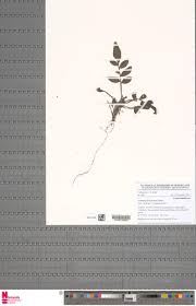 Image result for Lomariopsis hederacea