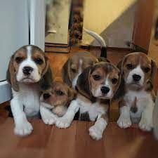 Check spelling or type a new query. Beagle Puppies For Adoption In Salisbury Md Home Facebook
