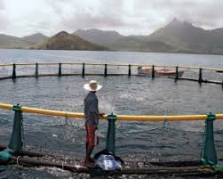 The Pros And Cons Of Fish Farming Advocacy For Animals