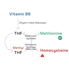 Image result for Folate Deficiency