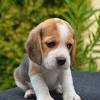 Beagle puppies for sale adorable healthy beagle pups cute males & females beagle puppies are available. 1