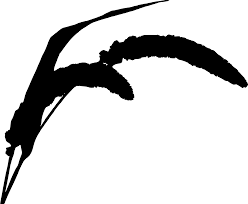 Image result for Melinis macrochaeta