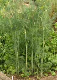 Image result for Dill