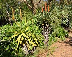 Image result for Aloe spicata