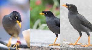 Bila dilihat sekilas kedua jenis lovebird baik yang jantan dan betina memang. Rekomendasi Makanan Burung Jalak Kebo Dan Ciri Ciri