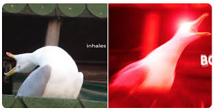 Maybe you would like to learn more about one of these? Inhaling Seagull Know Your Meme