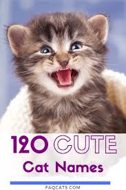 Black And White Kitten Names Unisex 120 Adorable Unisex Tabby Cat Names Cute Cat Names Tabby Cat Names Male Cat Names Unique